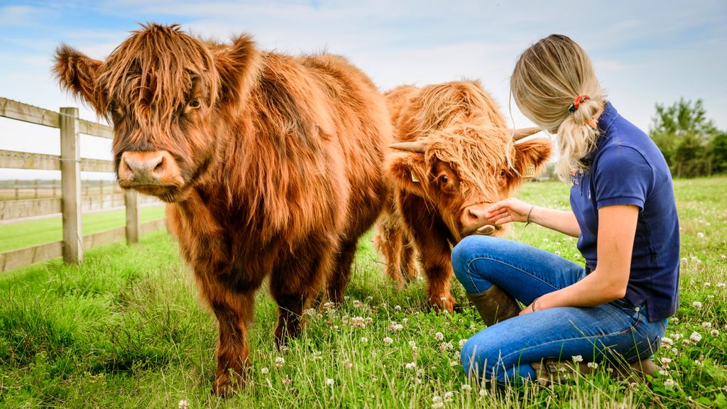 Vegan Vejetaryen Kriterleri